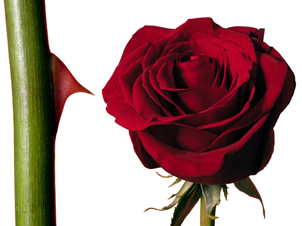 Red rose bloom and green stem against white background.