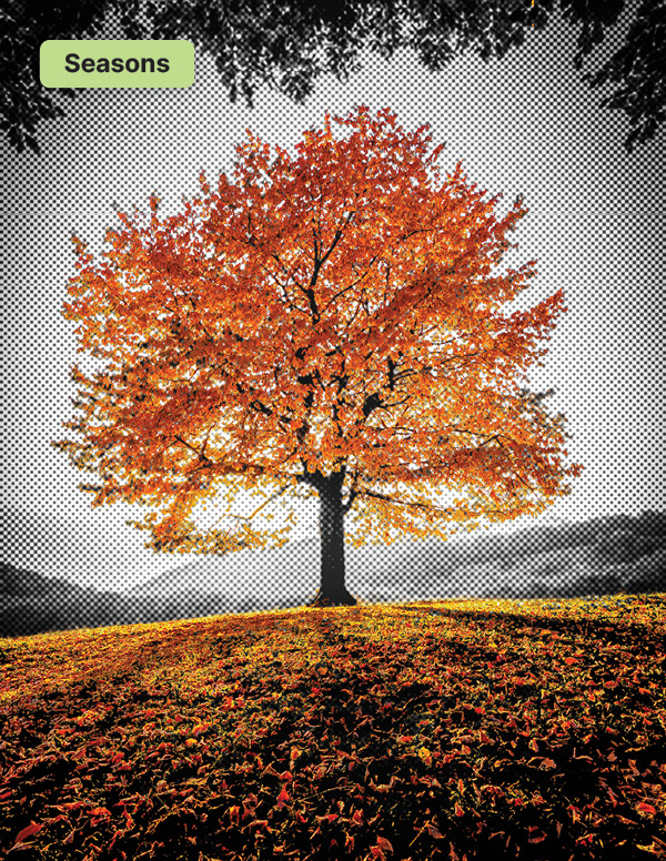 Tree with bright orange autumn leaves standing on a hill, labeled 'Seasons'.