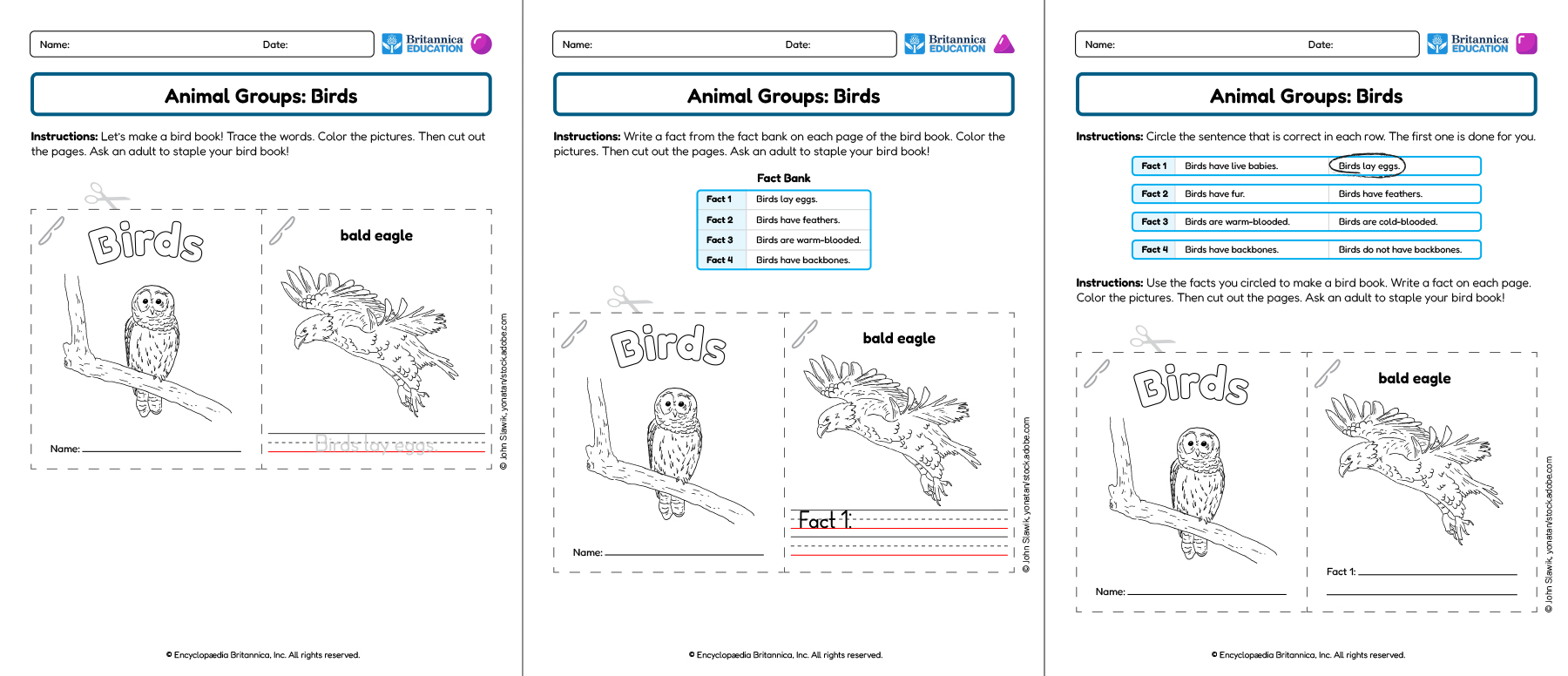 Three Animal Groups: Birds worksheets showing writing and coloring activities.