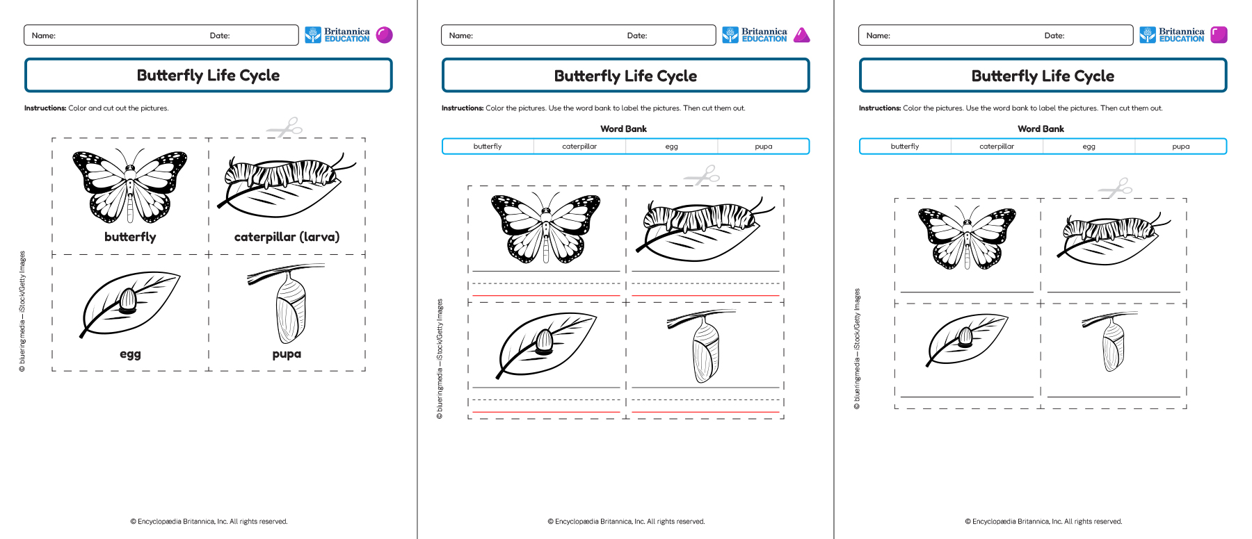 Three Butterfly Life Cycle worksheets showing labeling and sequencing activities.