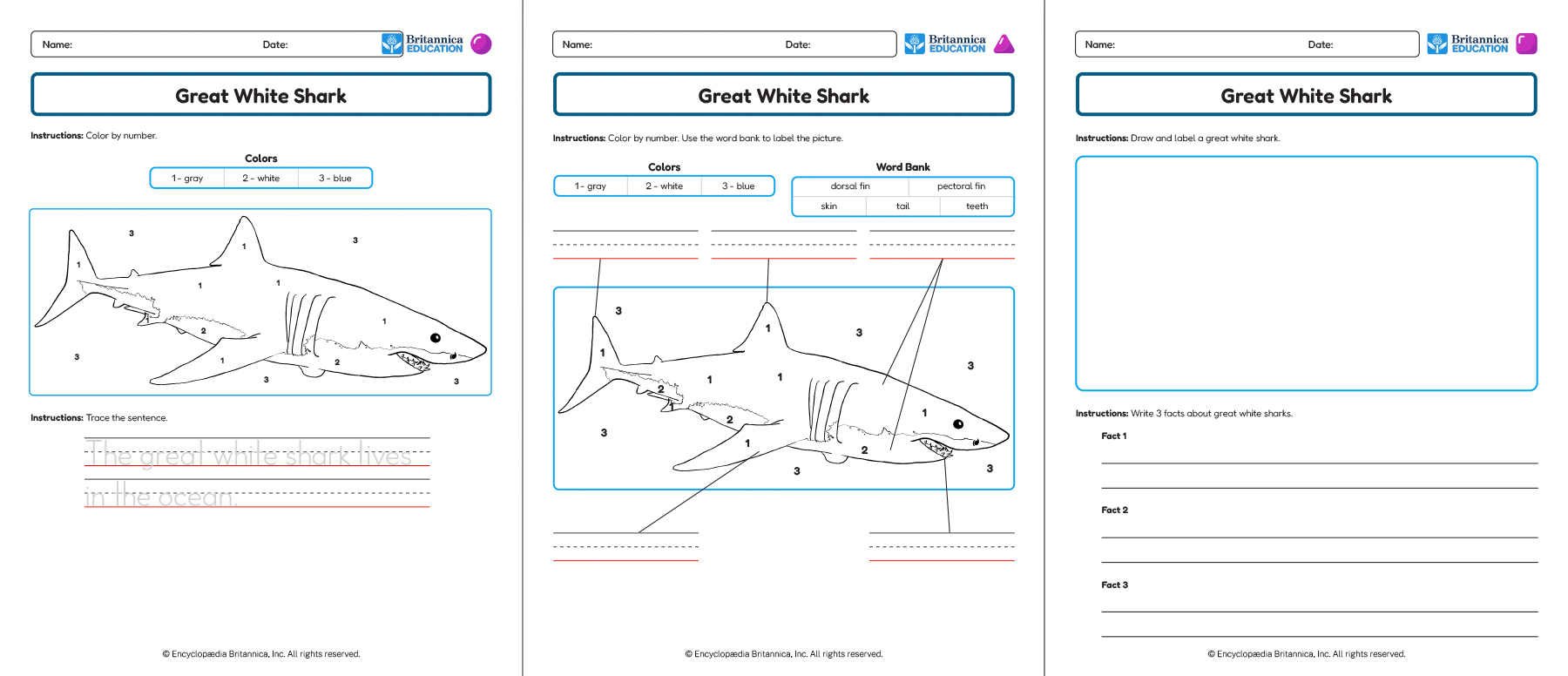 Three Great White Shark worksheets showing labeling, drawing, and writing activities.