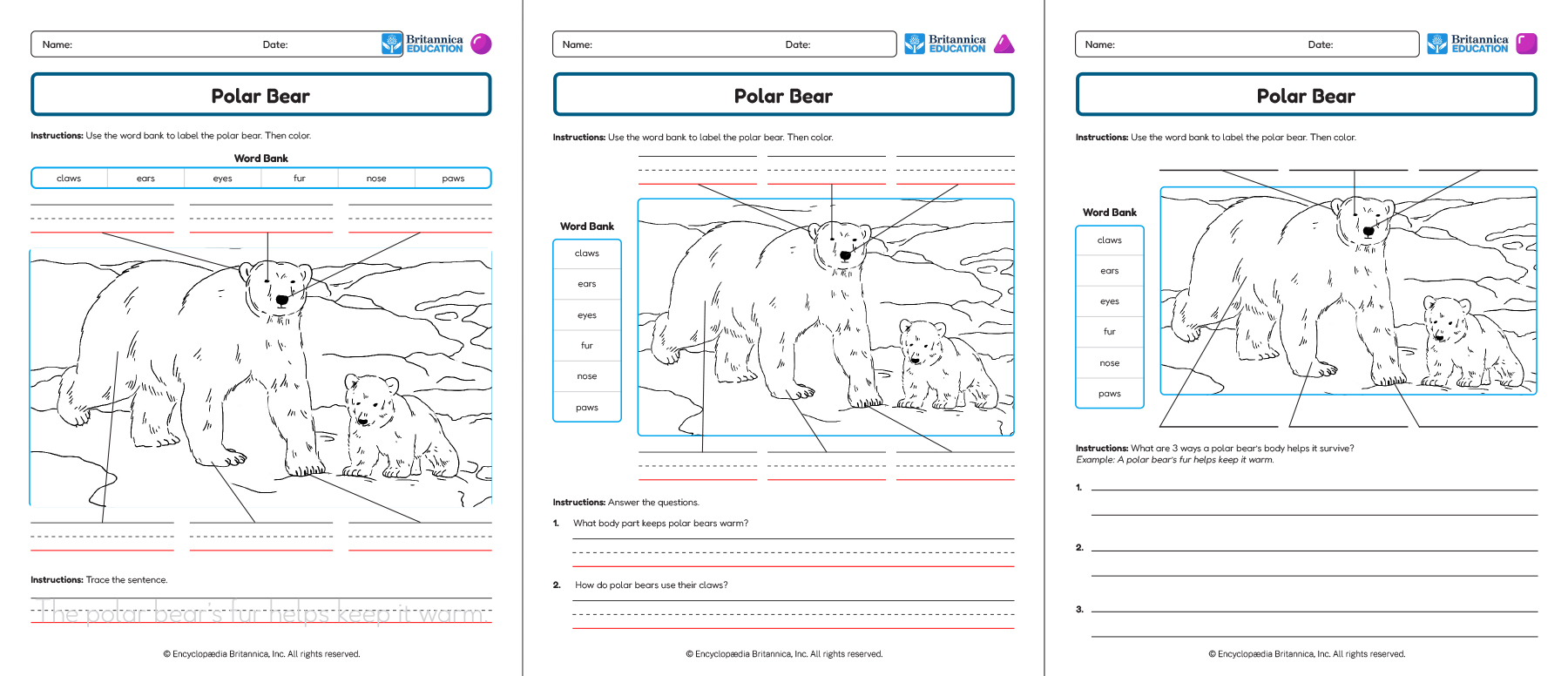 Three Polar Bear worksheets showing labeling and writing activities.