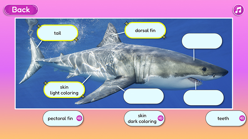 Interactive image of a great white shark labeling activity.