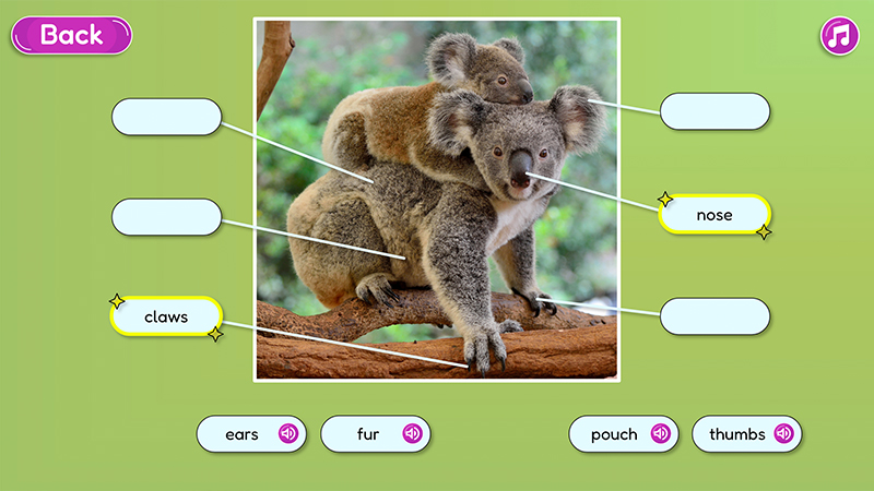 Interactive image of a koala labeling activity.