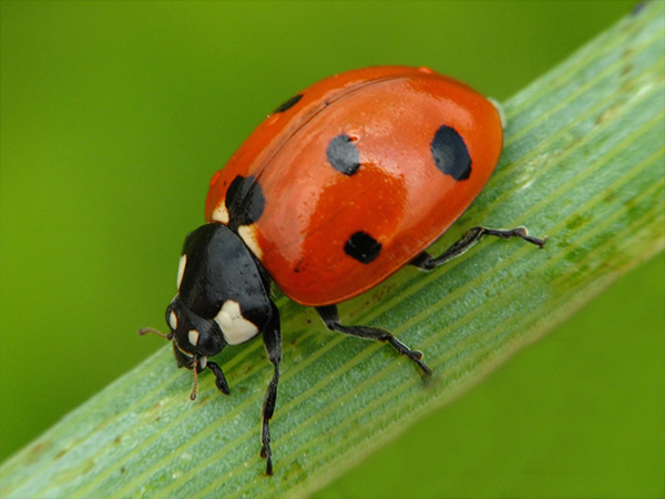 Closeup of red ladybug with black spots perched on green plant stem.