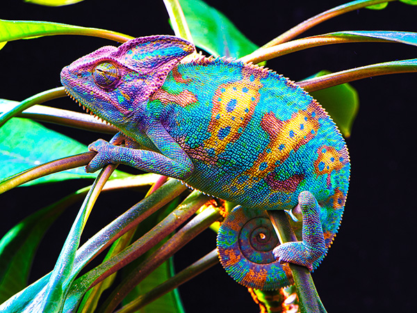 Colorful chameleon with vibrant blue, purple, and orange scales perched on plant stems.