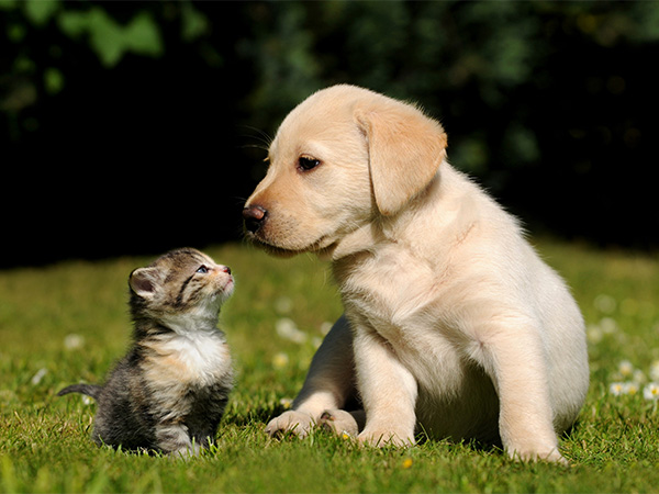 Labrador puppy and tabby kitten face each other on grass outdoors.