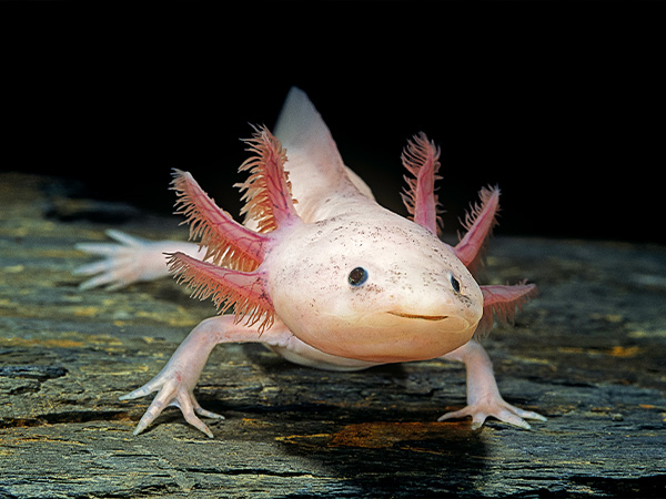 Pale pink axolotl with feathery external gills on rocky surface.