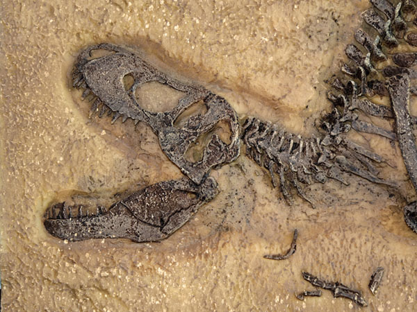 Fossilized dinosaur skeleton embedded in rock, showing skull, jaw, and partial spine