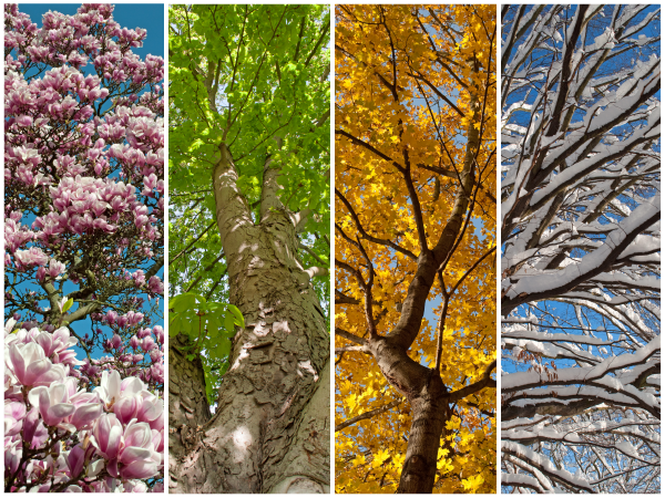 Trees in four seasons: spring blossoms, summer leaves, autumn foliage, winter branches.