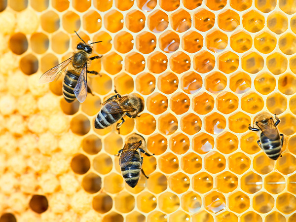 Honeybees working on golden honeycomb, showing hexagonal cell structure.