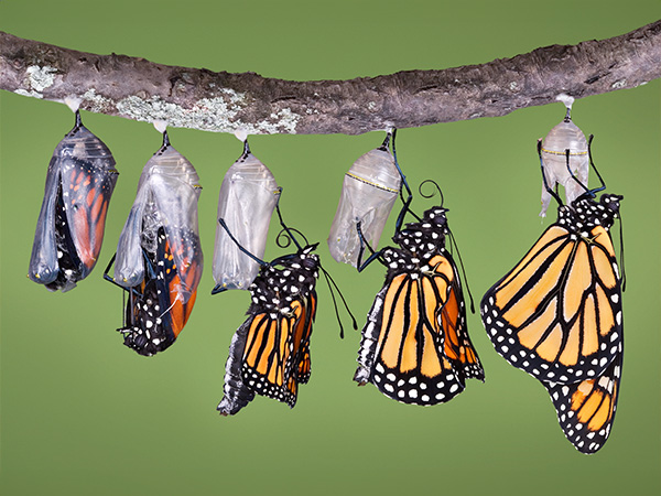 Monarch butterflies emerging from chrysalises, showing stages of metamorphosis on tree branch.