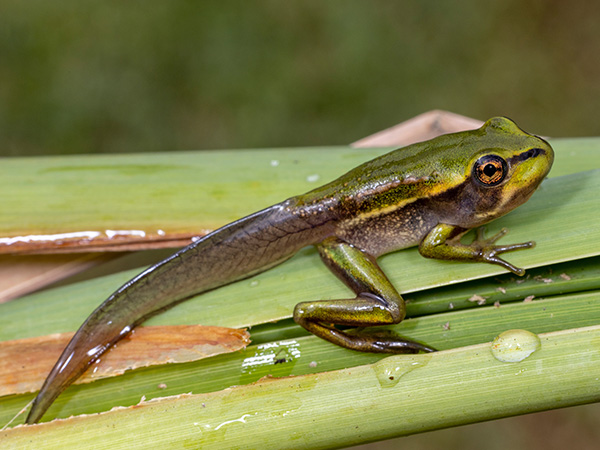 Green frog with long tail sitting on plant leaf, water droplets visible.