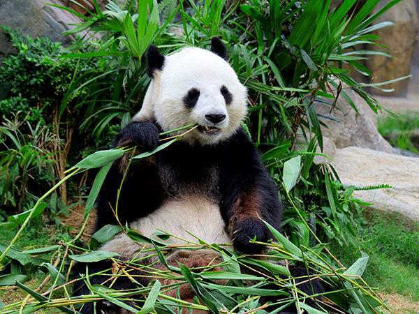 A panda sits eating bamboo surrounded by green plants.